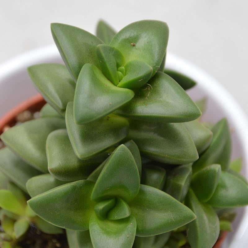 Crassula Talisman - 8,5cm