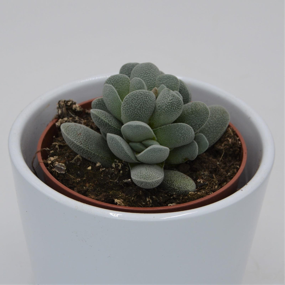 Crassula tecta - 8,5cm
