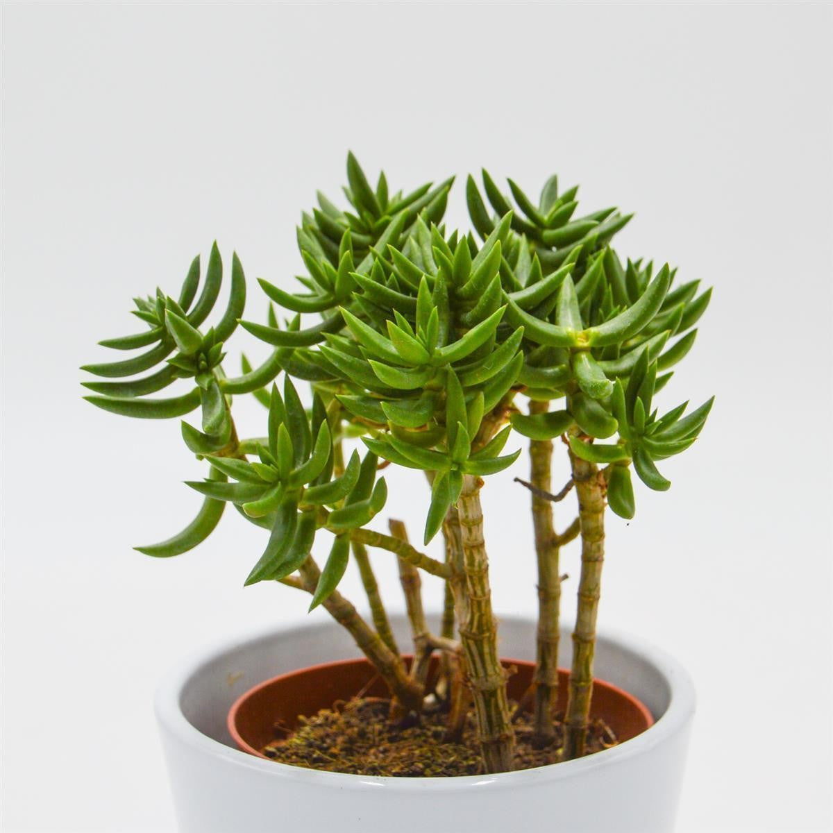 Crassula tetragona - 8,5cm