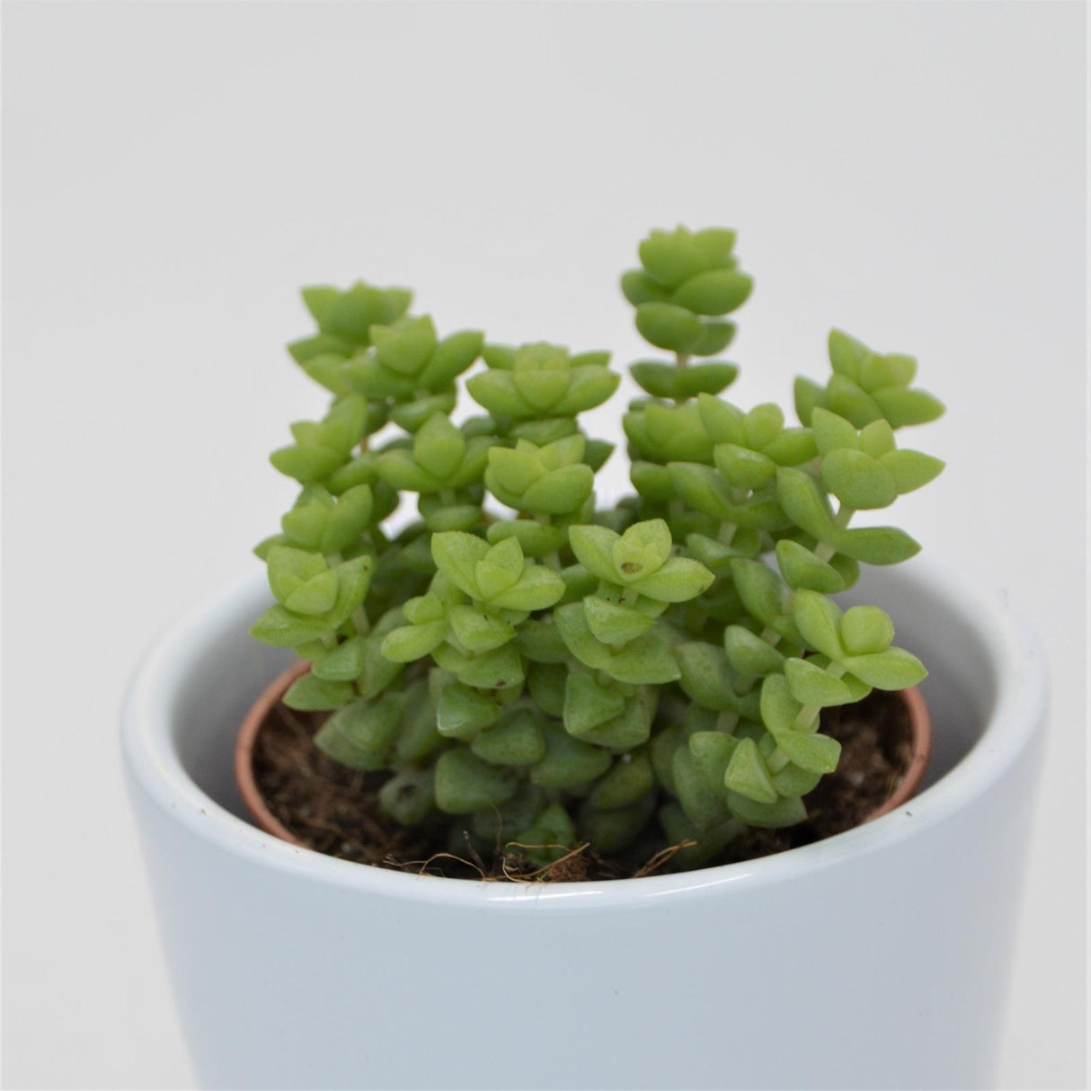 Crassula Tom Thumb - 5,5cm