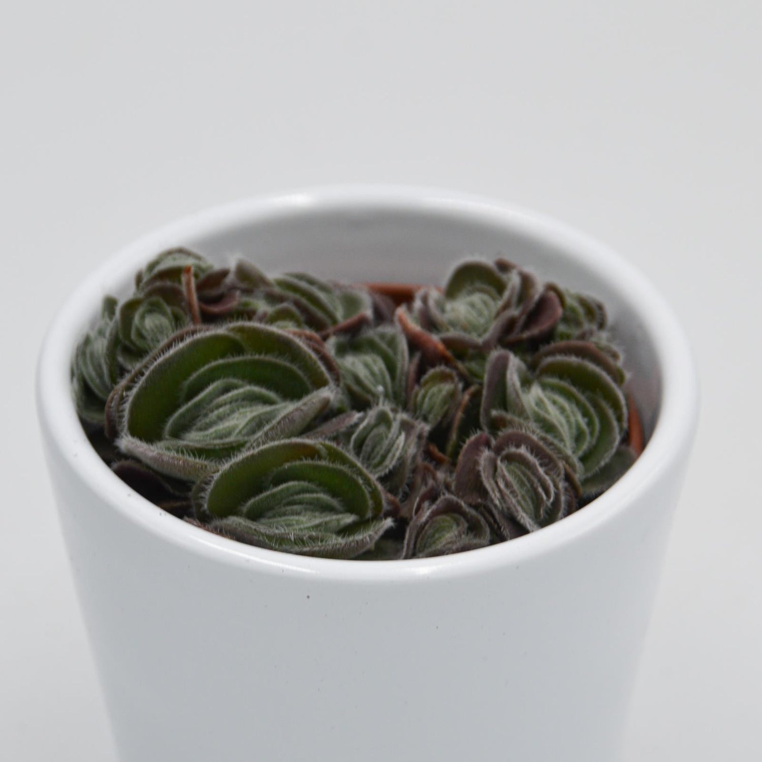 Crassula tomentosa var. glabrifolia - 6cm