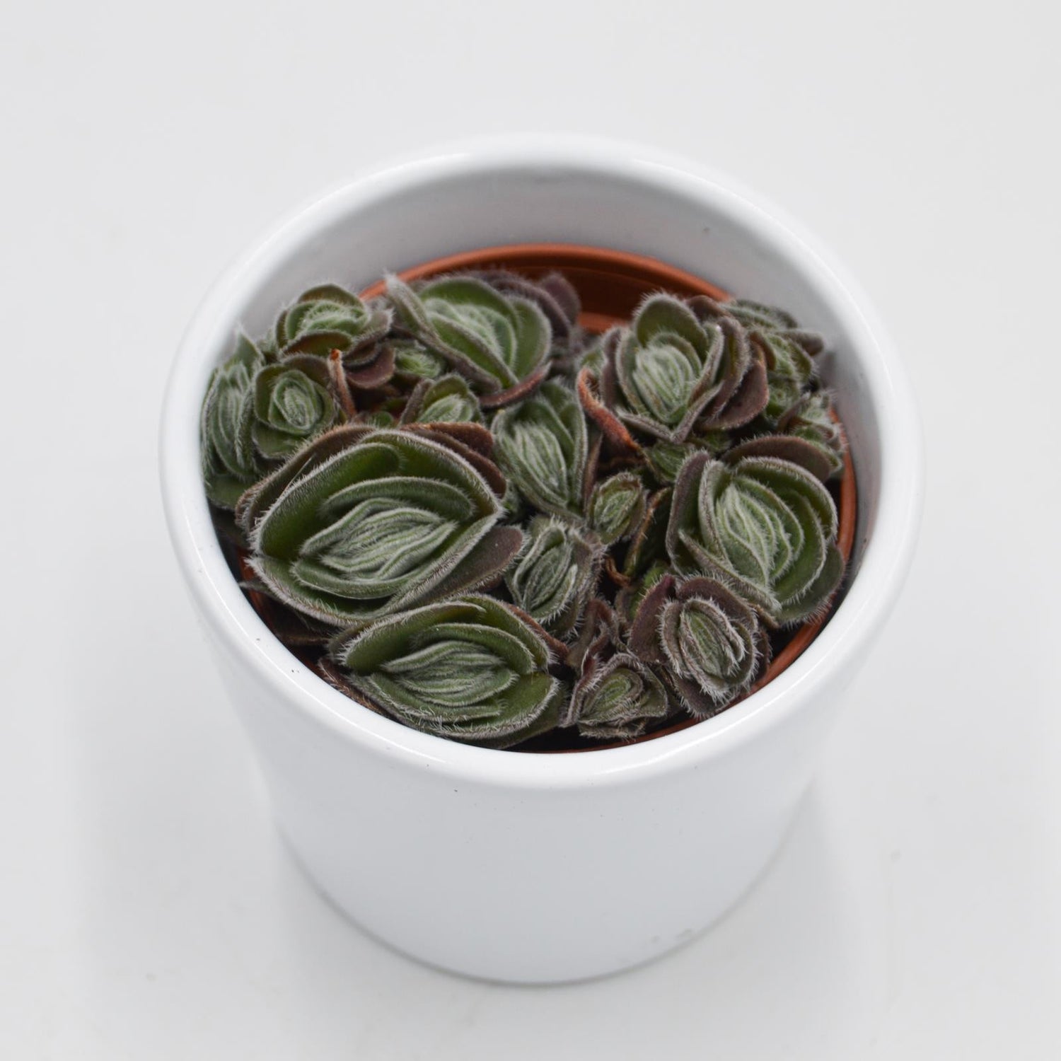 Crassula tomentosa var. glabrifolia - 6cm