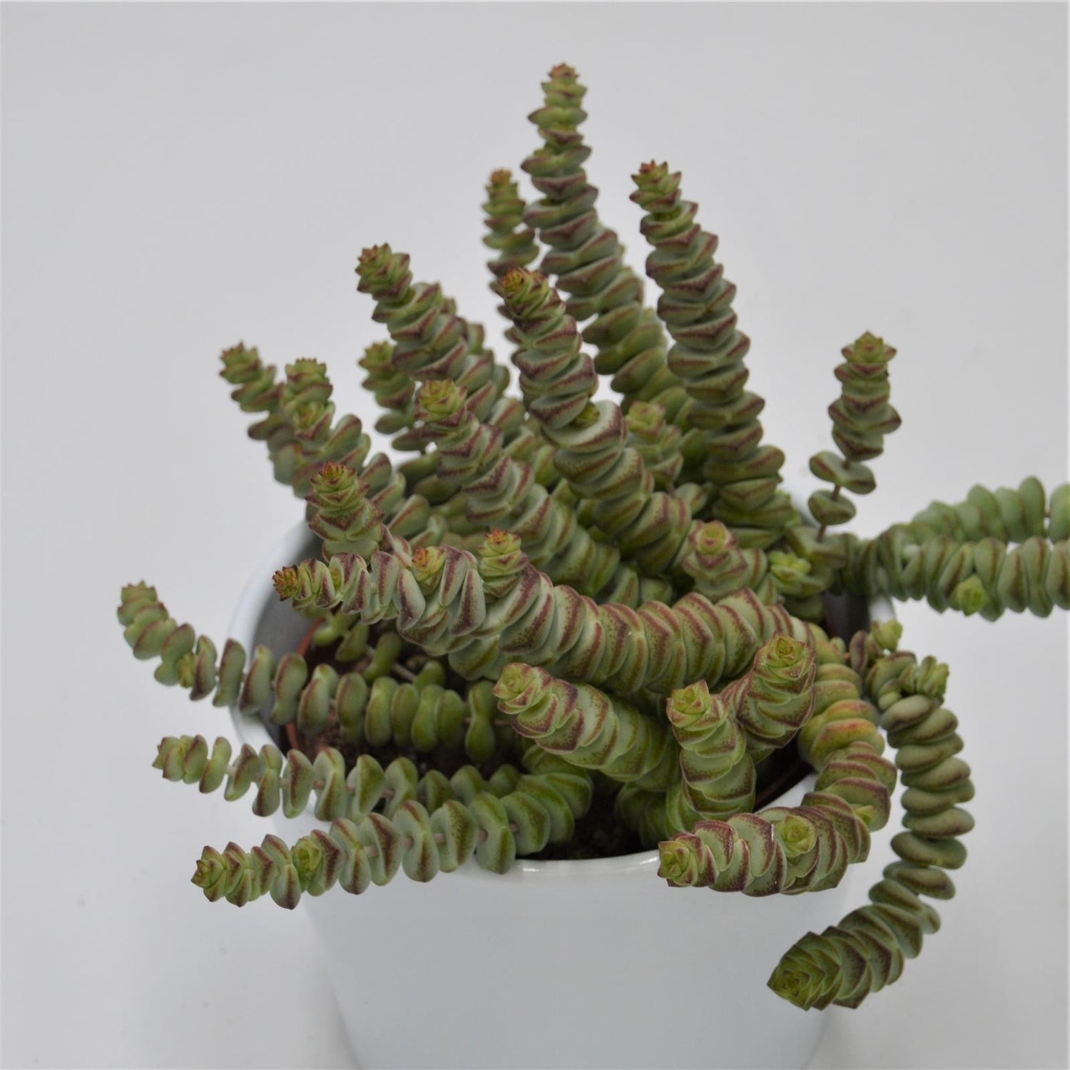 Crassula rupestris subsp. marnieriana - 8,5cm