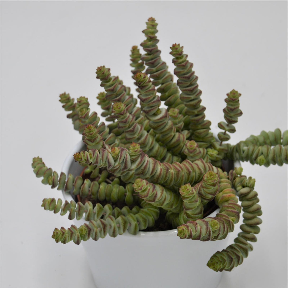 Crassula rupestris subsp. marnieriana - 8,5cm