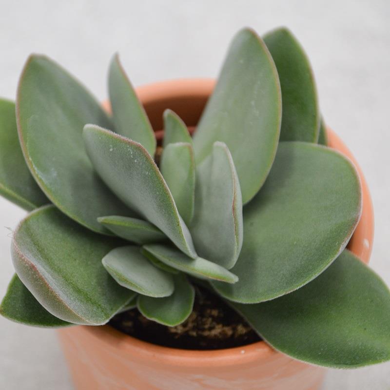 Crassula cotyledonis - 6cm