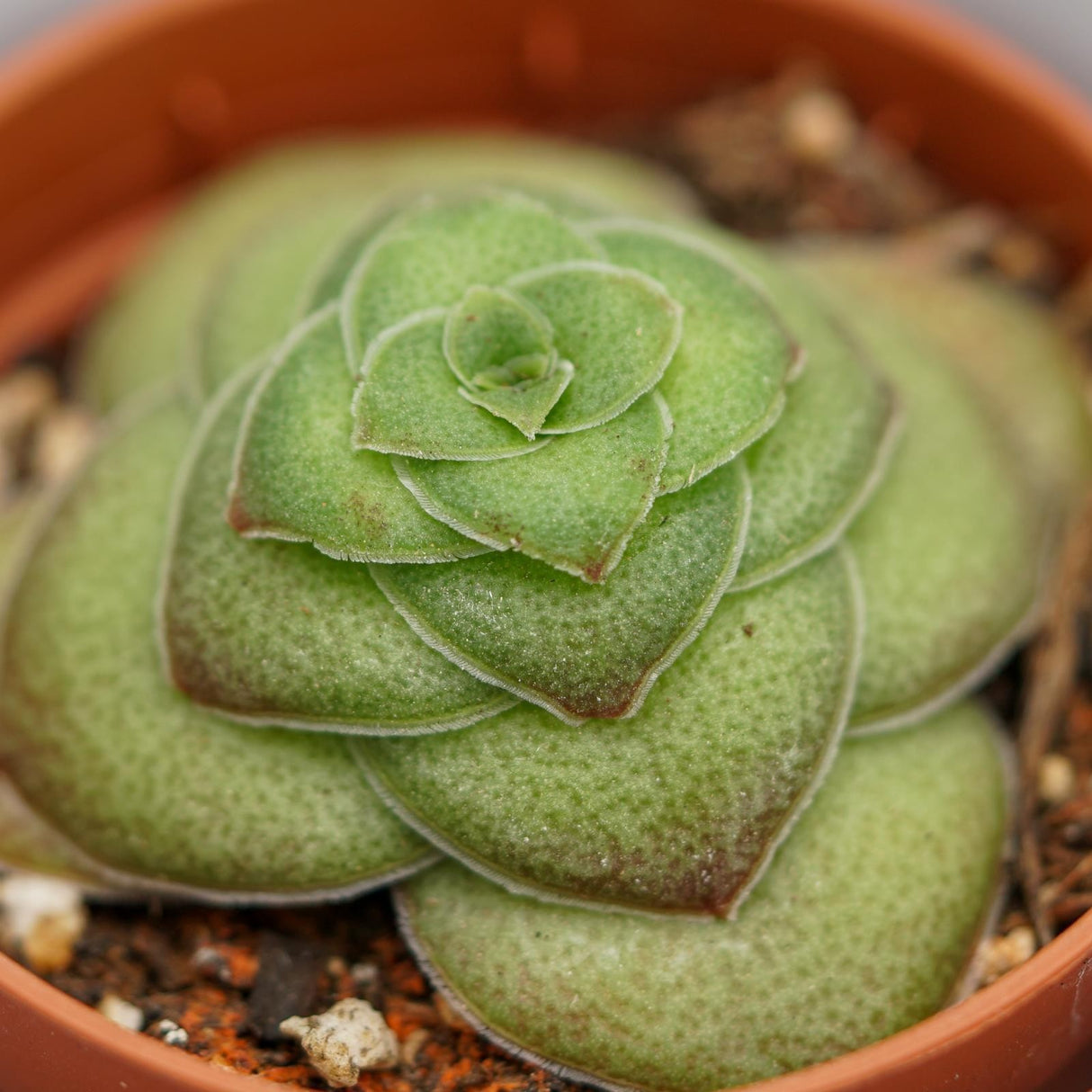 Crassula capitella v. turrita - 5,5cm