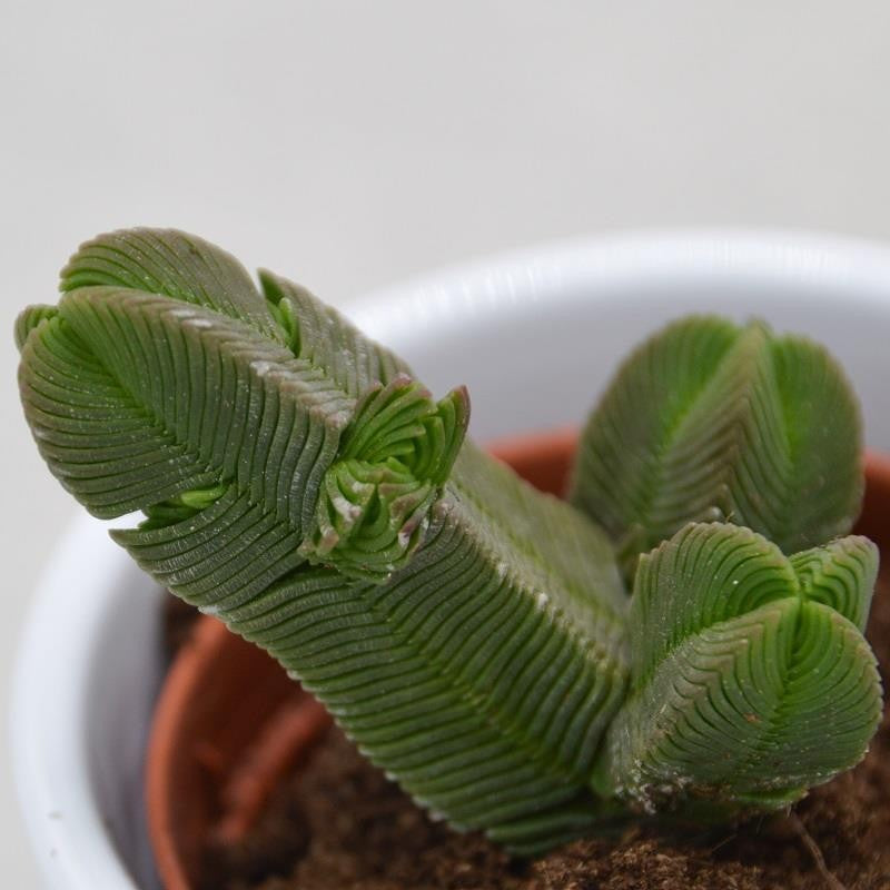 Crassula pyramidalis - 5,5cm