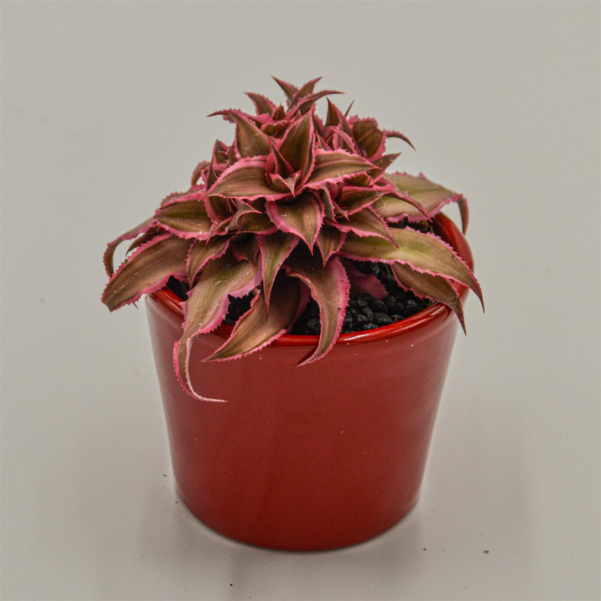 Cryptanthus bivittatus Pink Star - 6cm
