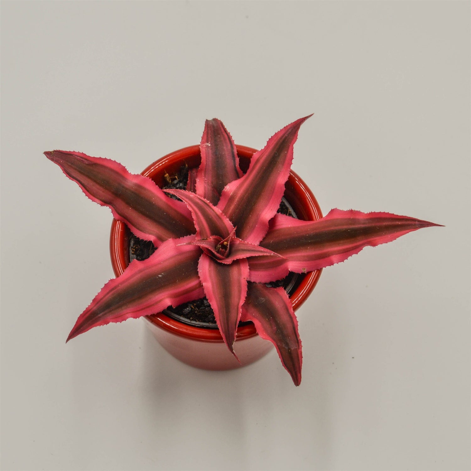 Cryptanthus bivittatus Super Pink- 6cm