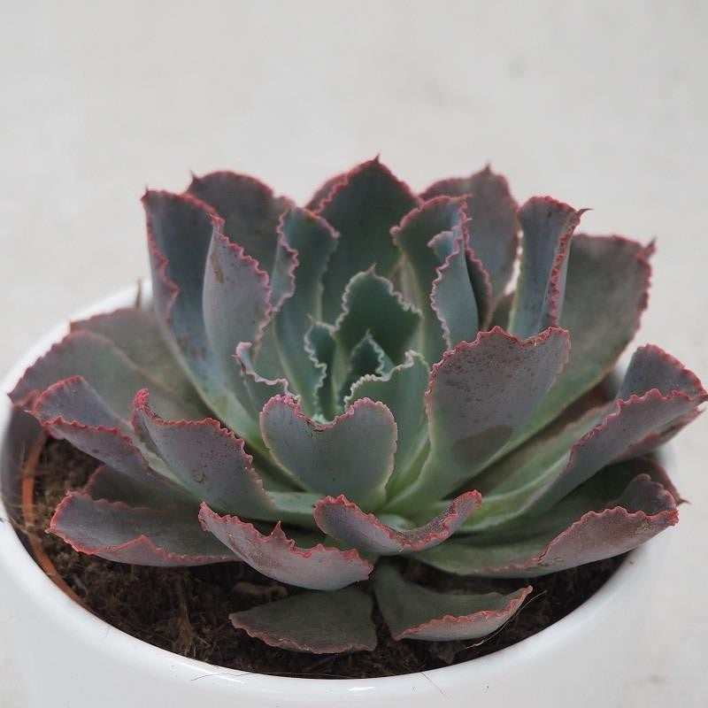 Echeveria Neon Breaker - 10,5cm