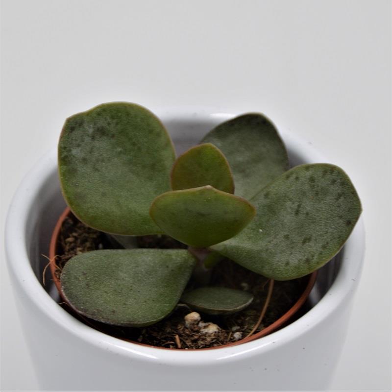 Adromischus rupicola - 5,5cm