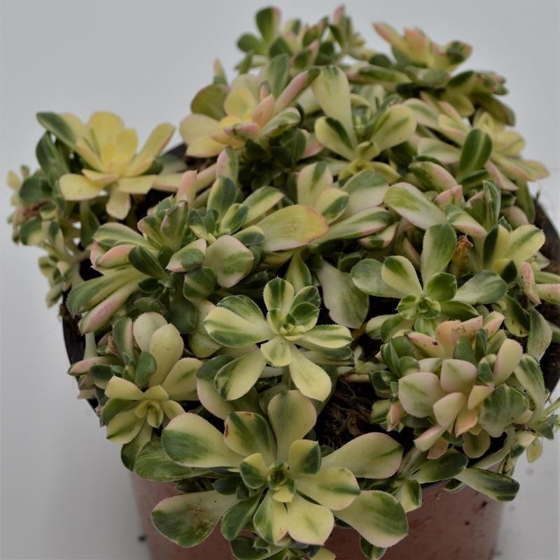 Aeonium domesticum f. variegata - 13cm