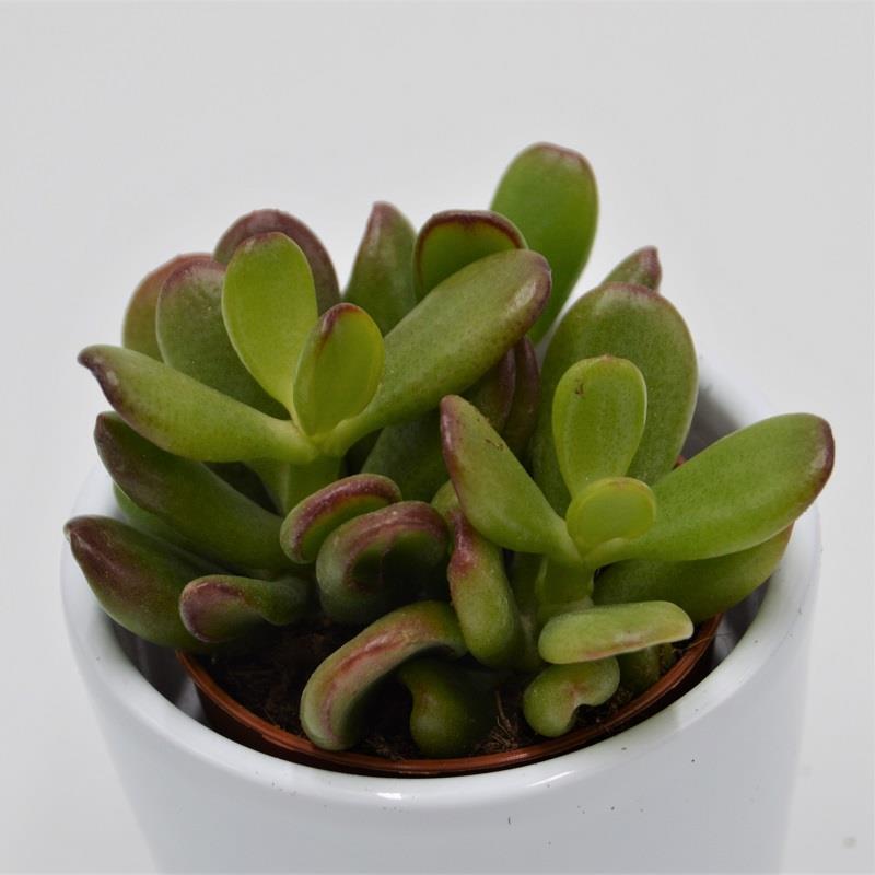 Crassula ovata Convoluta - 5,5cm