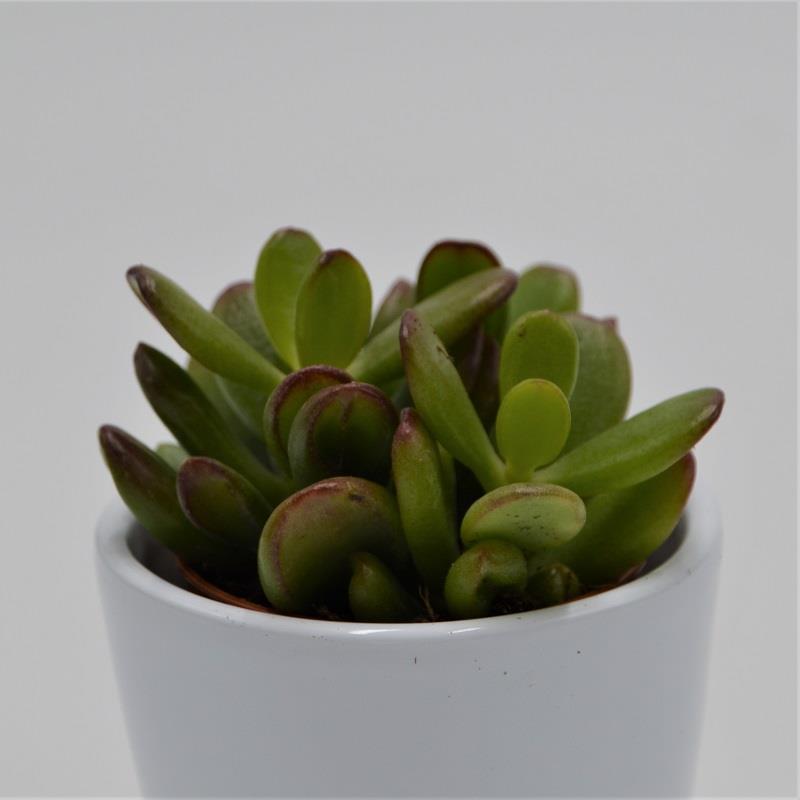 Crassula ovata Convoluta - 5,5cm