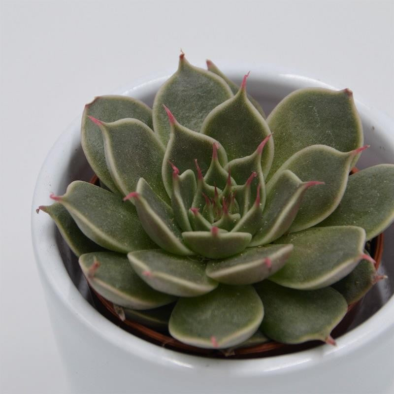 Graptopetalum Canopus - 5,5cm