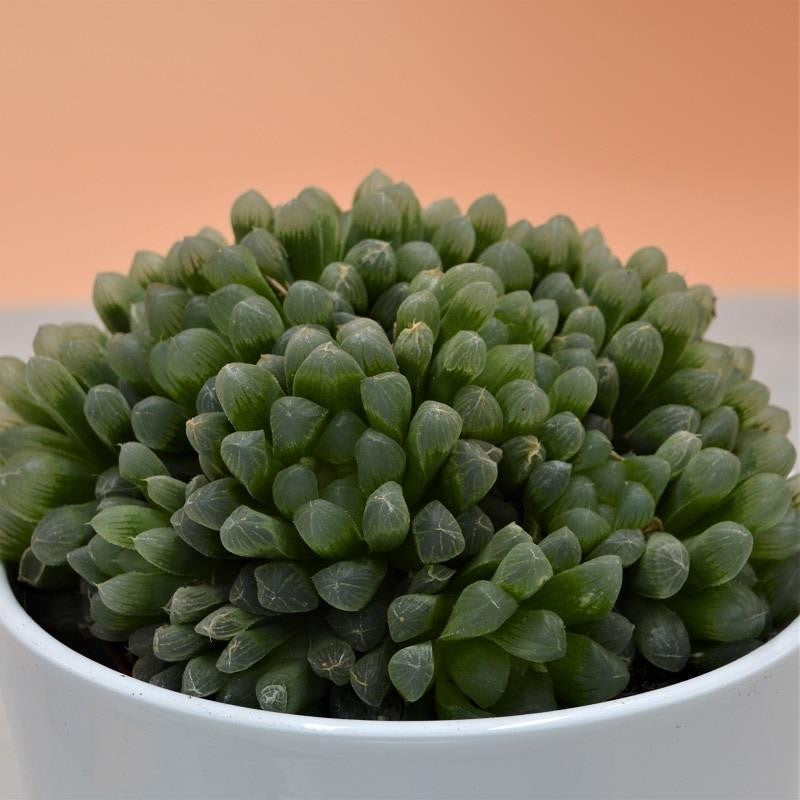 Haworthia cymbiformis var. obtusa - 10,5cm