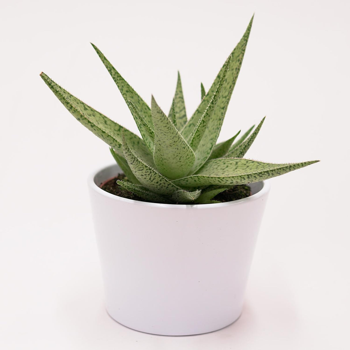 Aloe rauhii Snowflake - 10,5cm