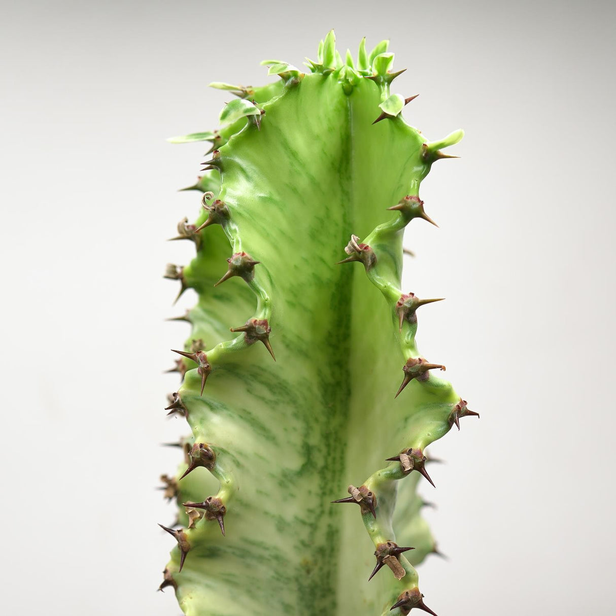 Euphorbia ingens marmorata - 17cm