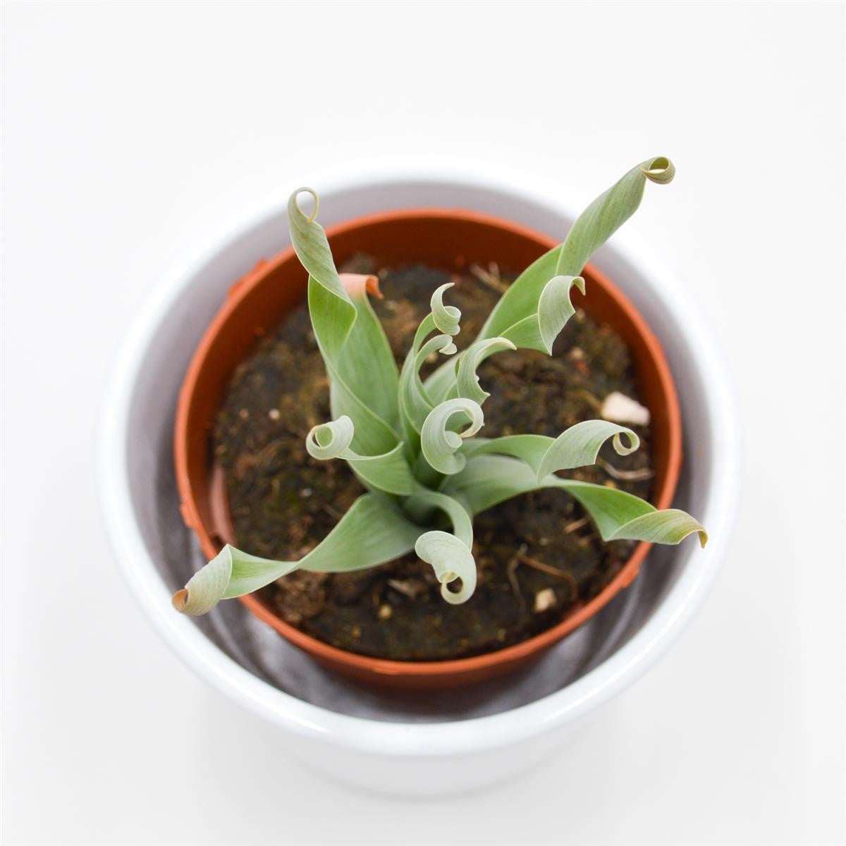 Cyrtanthus spiralis - 8,5cm