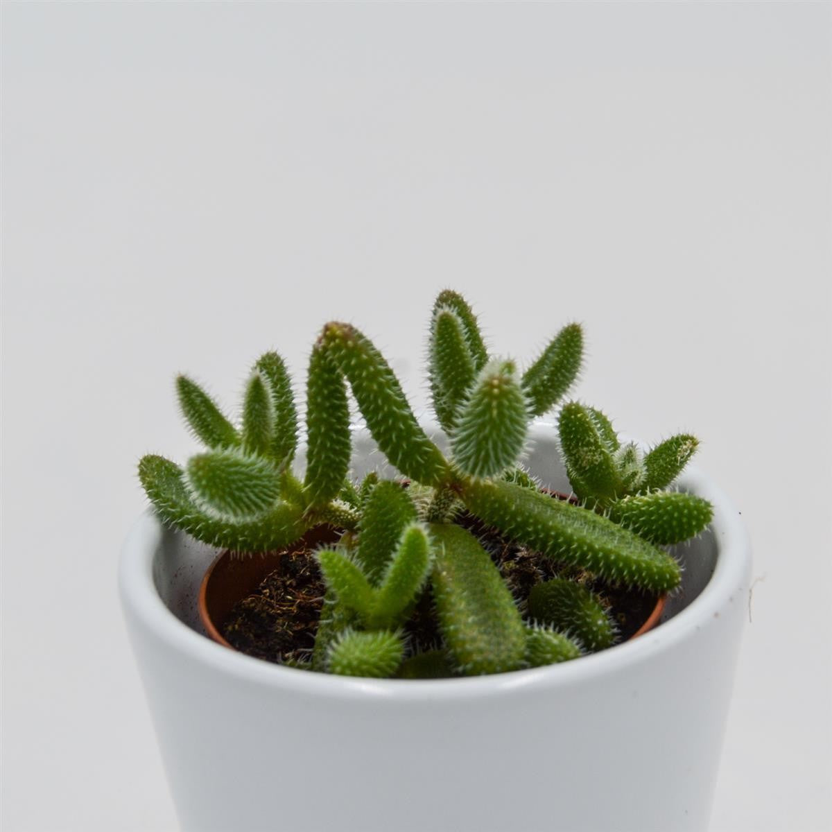 Delosperma echinatum - 5,5cm