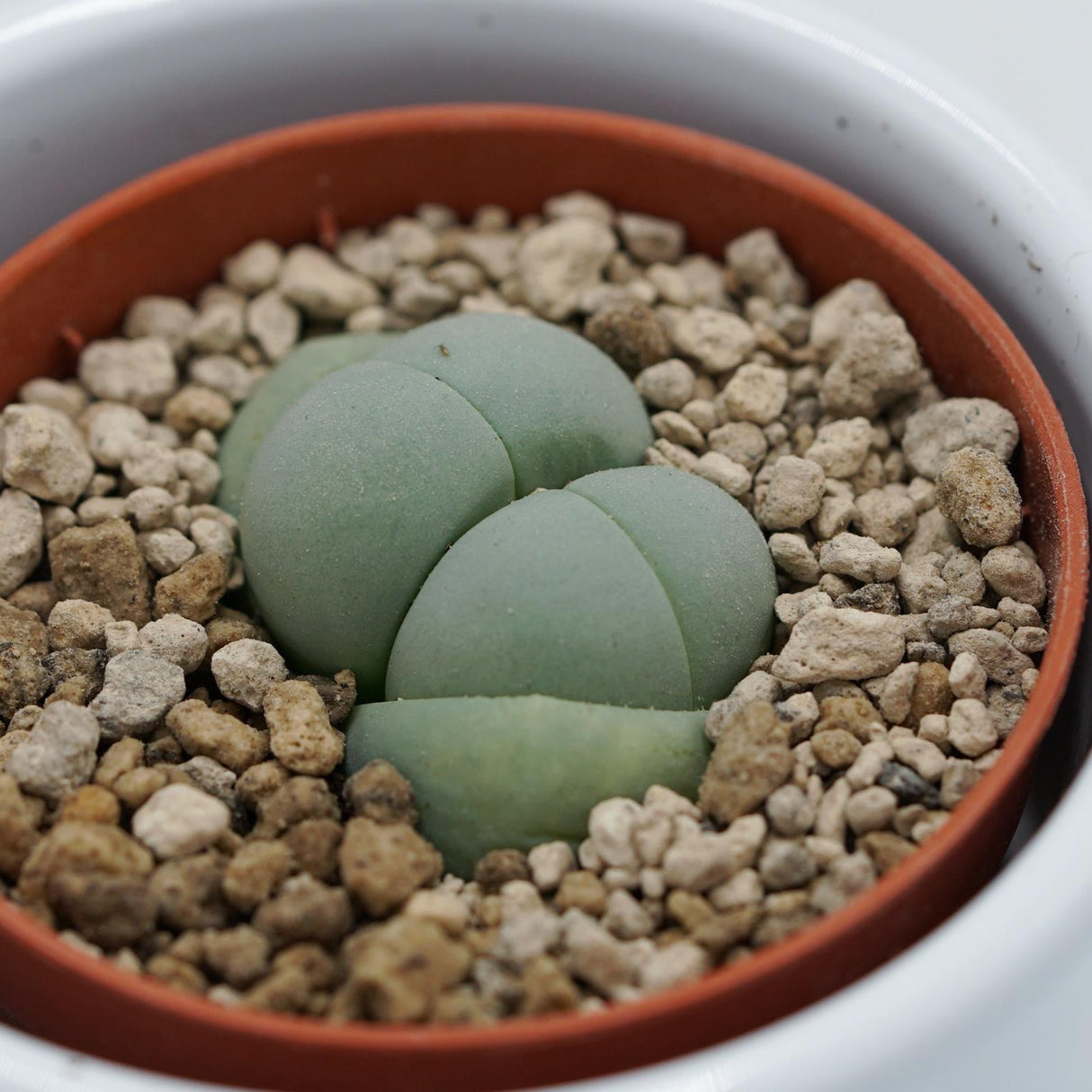 Dinteranthus microspermus subsp. puberulus - 5,5cm