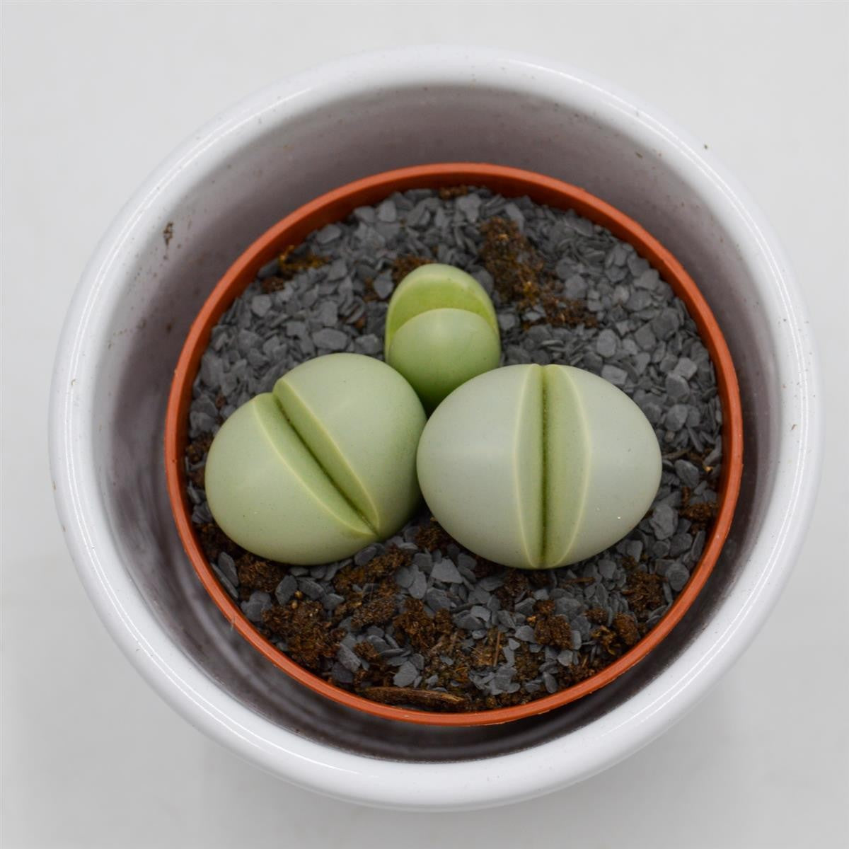 Dinteranthus microspermus subsp. puberulus - 5,5cm