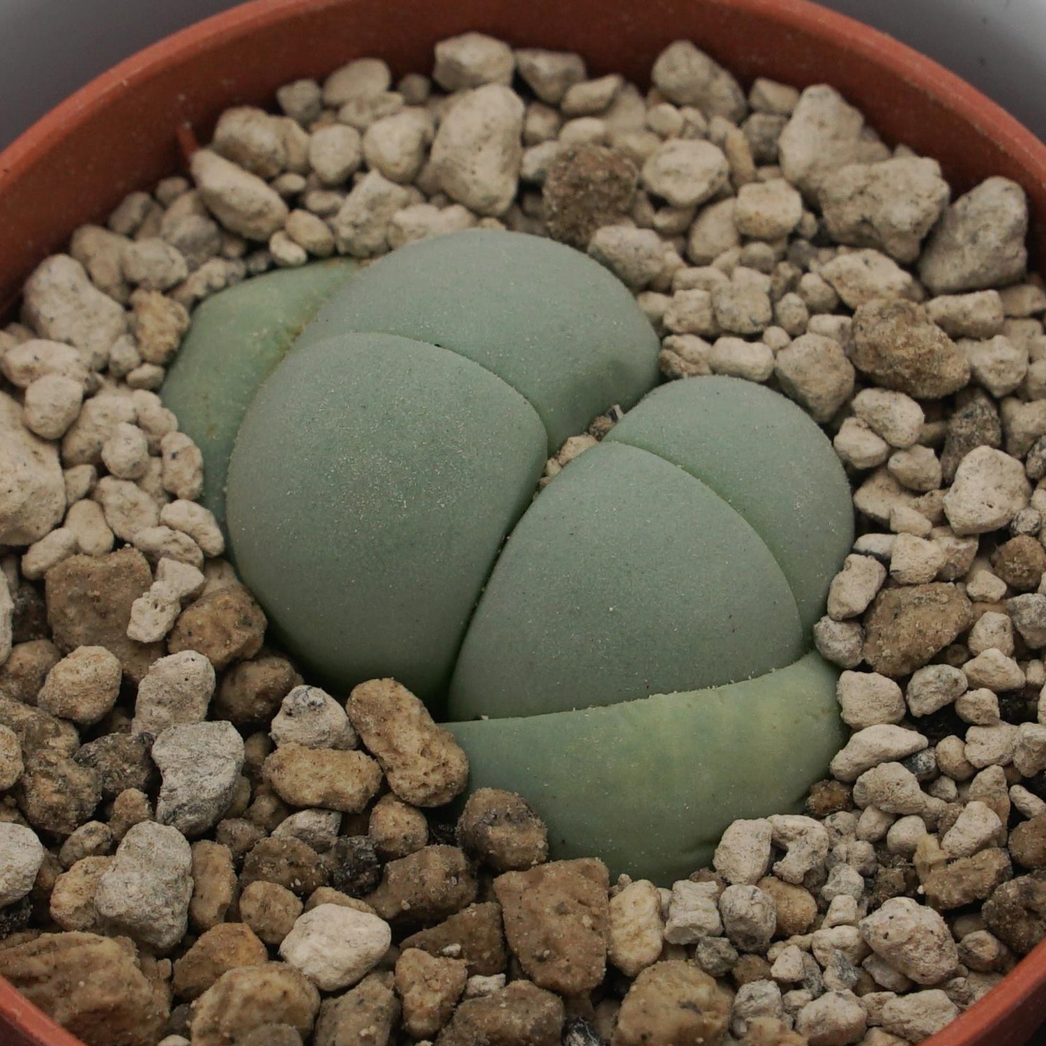 Dinteranthus microspermus subsp. puberulus - 5,5cm