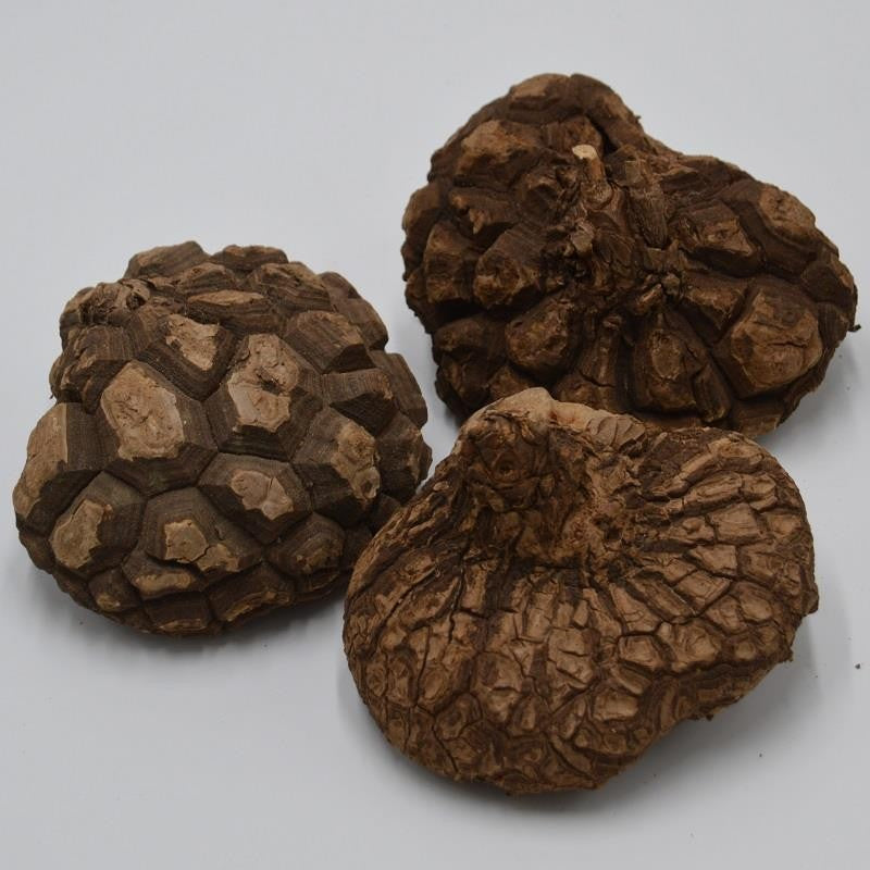 Dioscorea mexicana - Caudex Ø 8 - 11cm