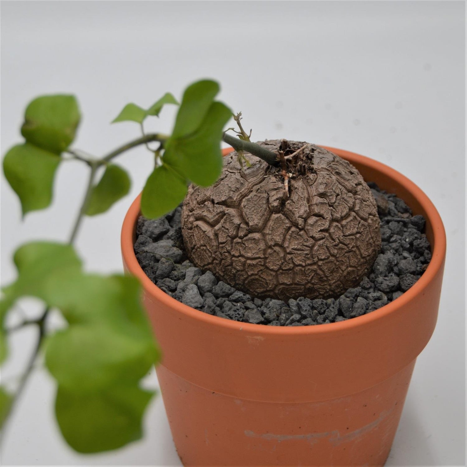 Dioscorea elephantipes - 15cm im Tontopf
