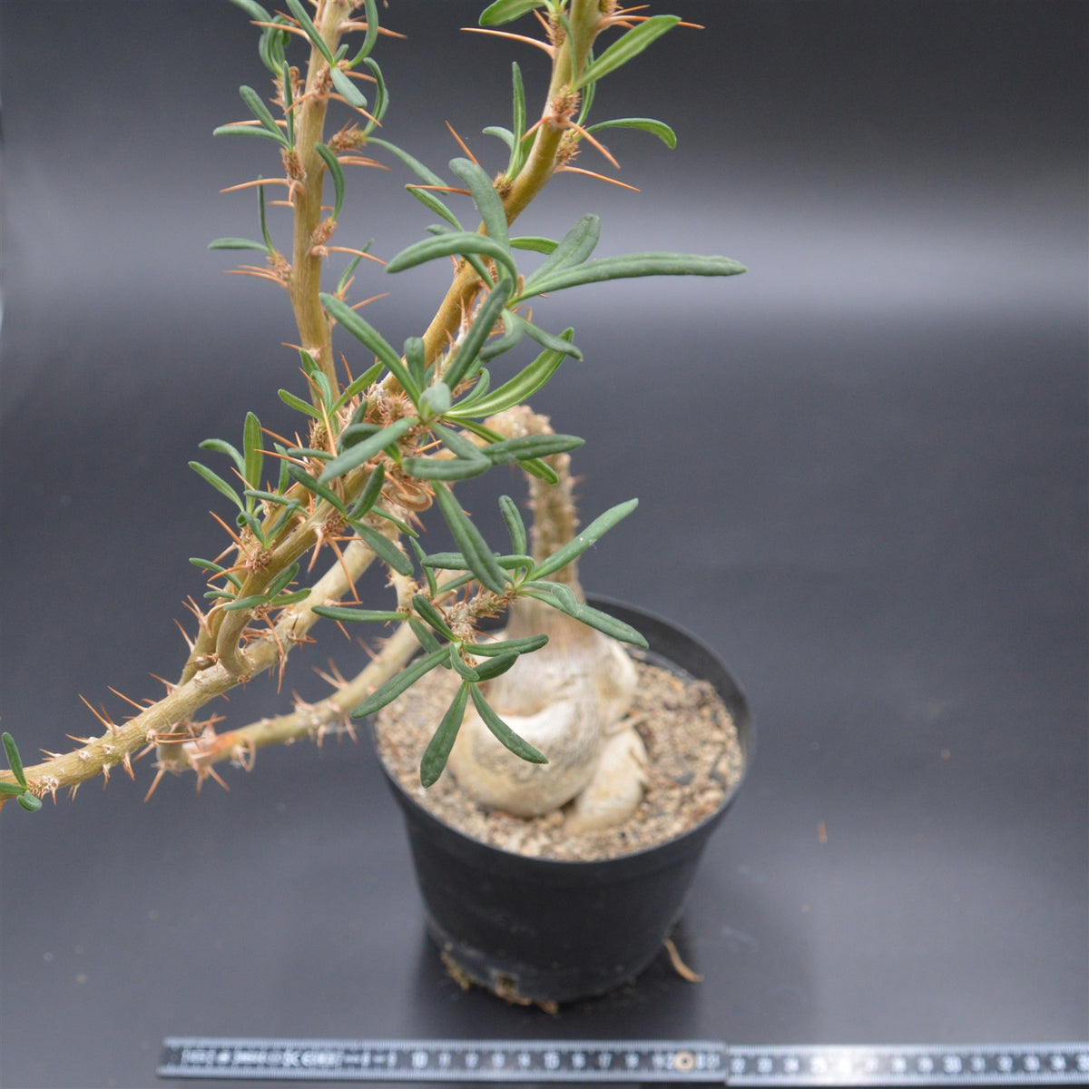 Pachypodium succulentum
