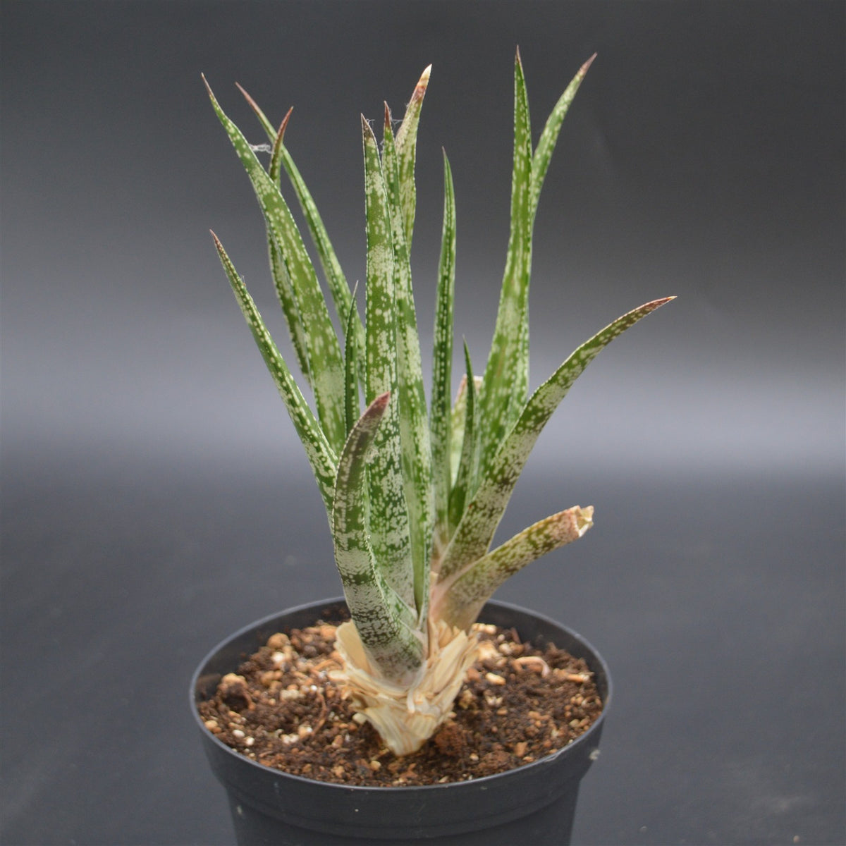Gasteria pulchra