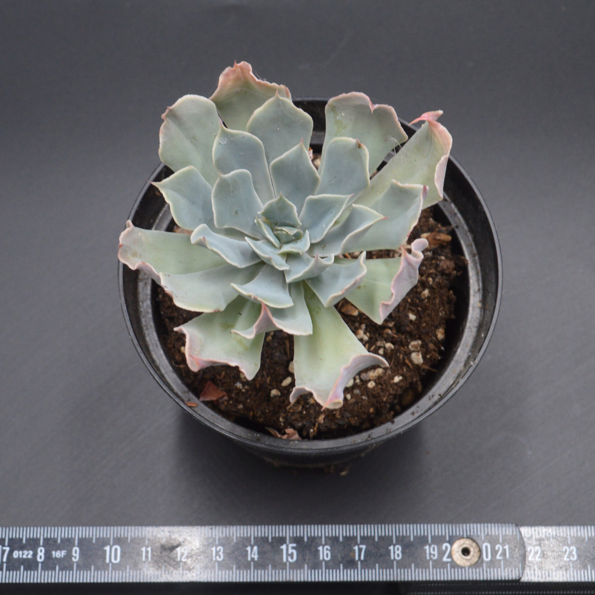 Echeveria Tsunami