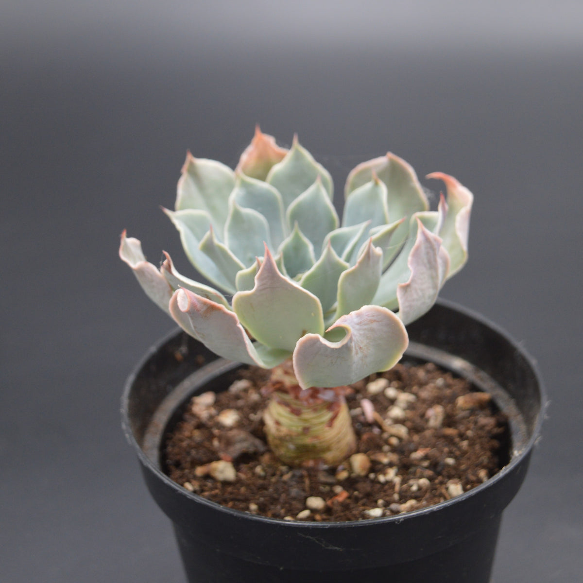 Echeveria Tsunami