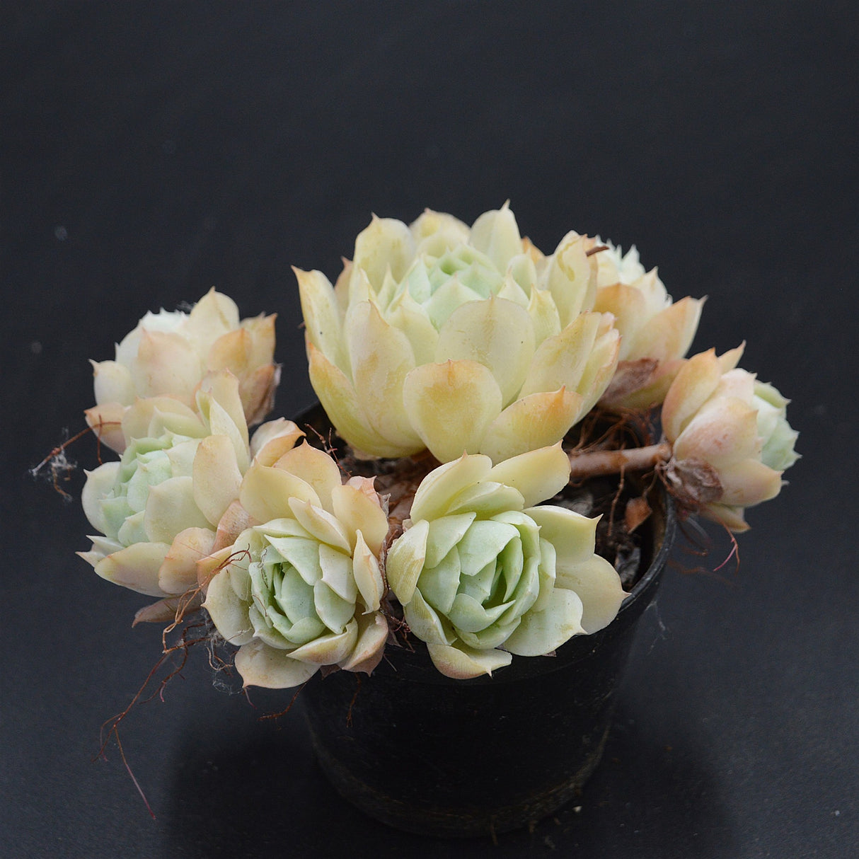 Echeveria Cluster