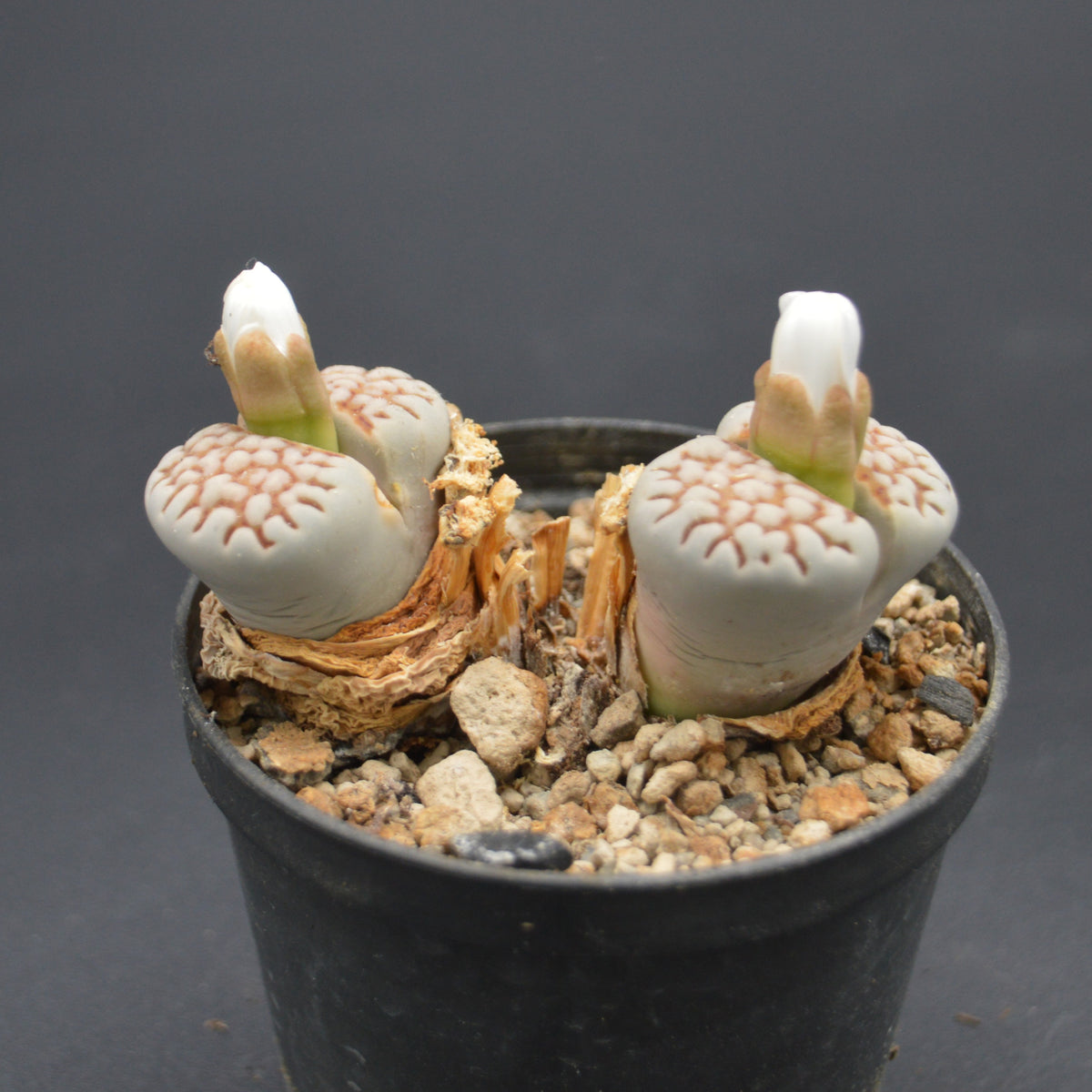 Lithops fulii