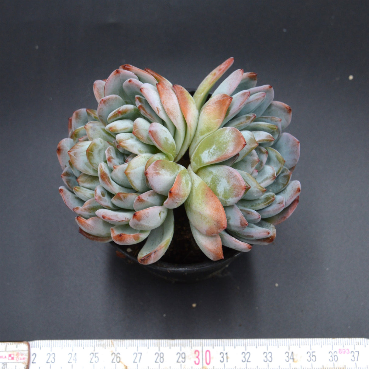 Echeveria Ariel Double Head