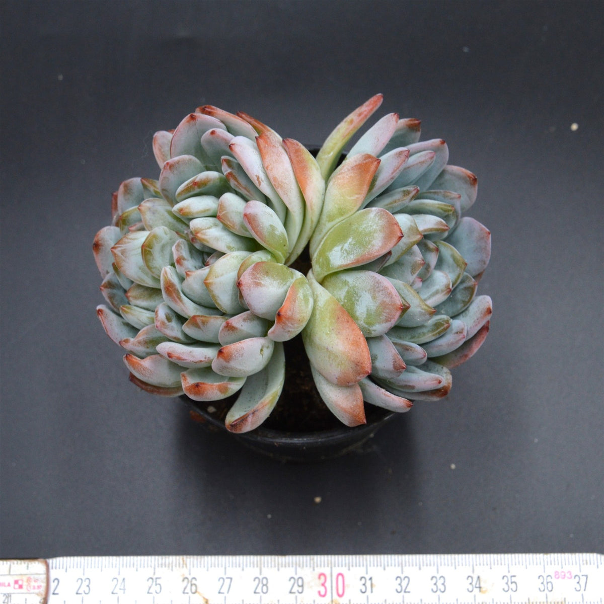 Echeveria Ariel Double Head