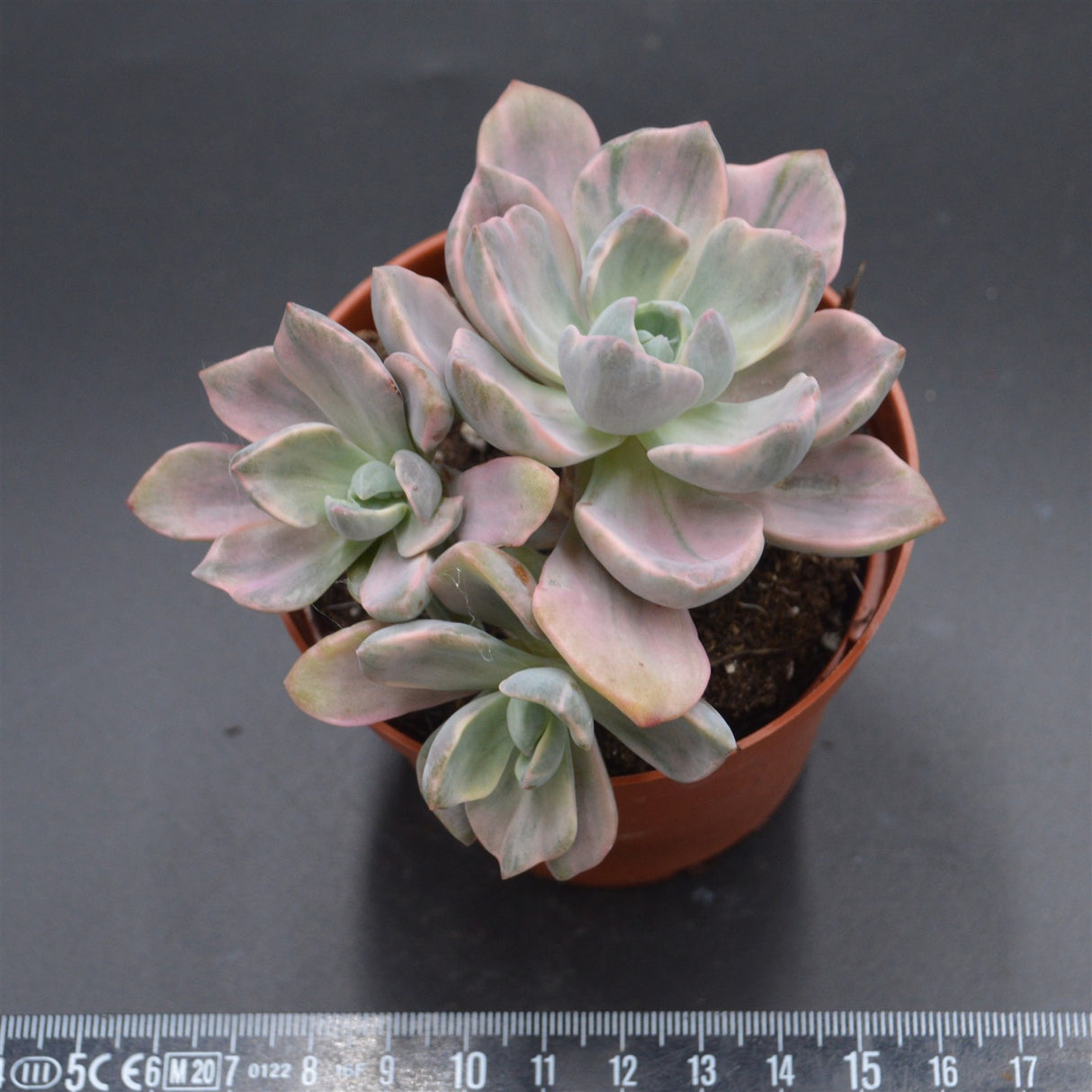 Graptoveria Mrs Richards f. variegata