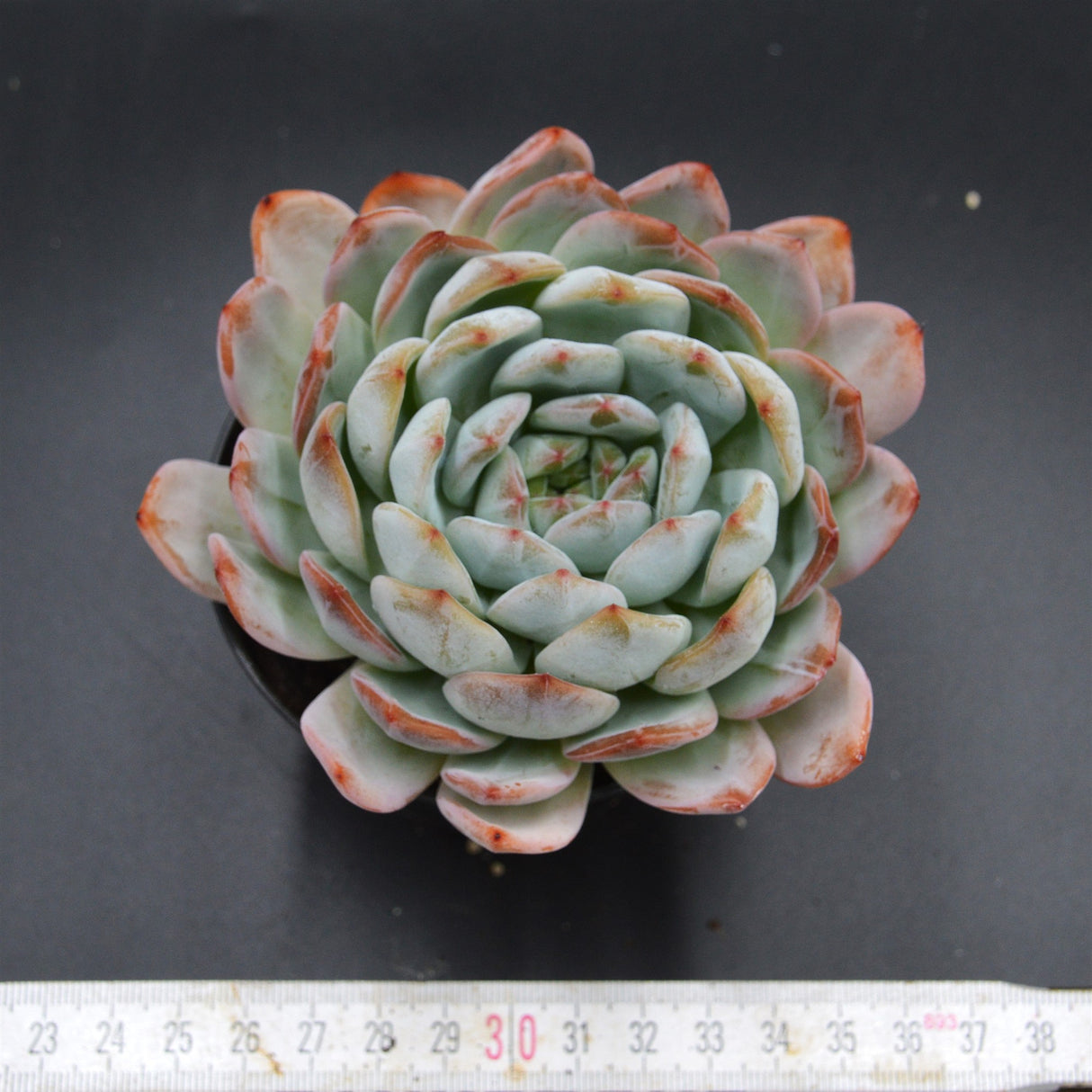 Echeveria Ariel