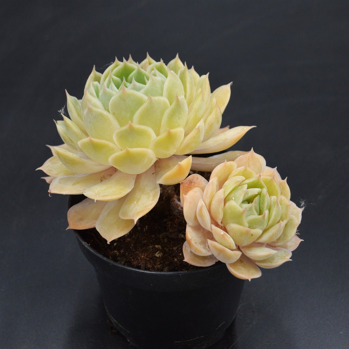 Echeveria Green Apple