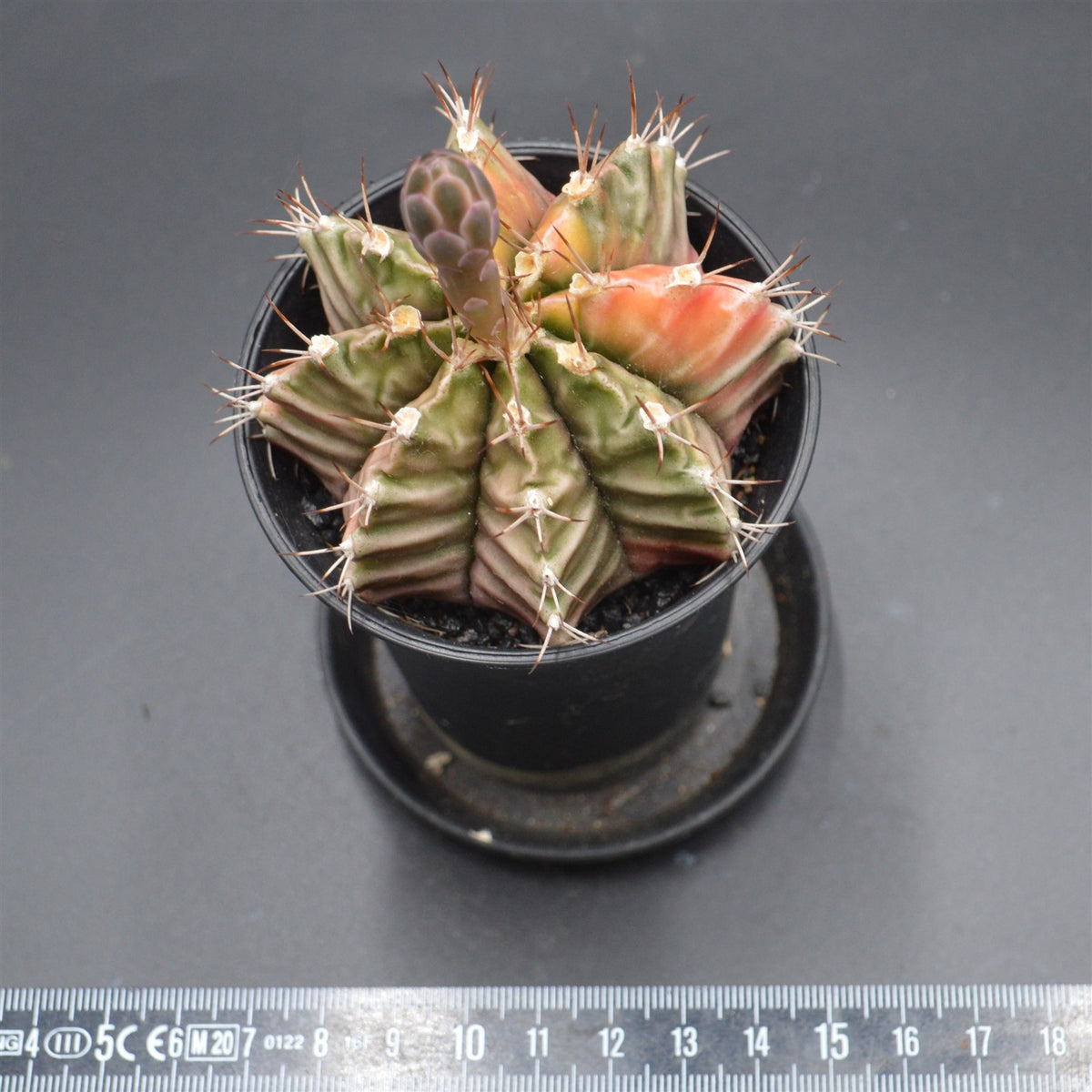 Gymnocalycium mihanovichii f. variegata