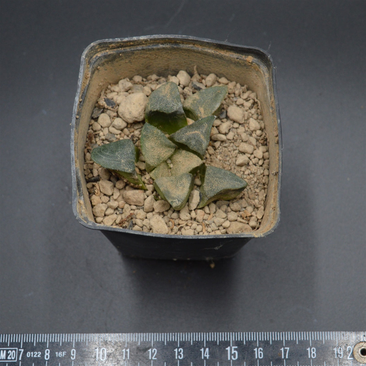 Haworthia bayeri