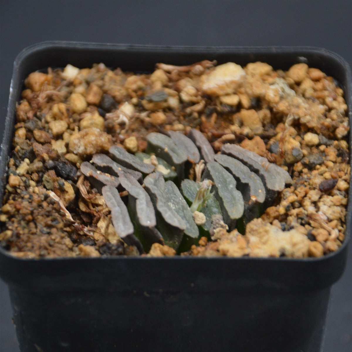 Haworthia truncata