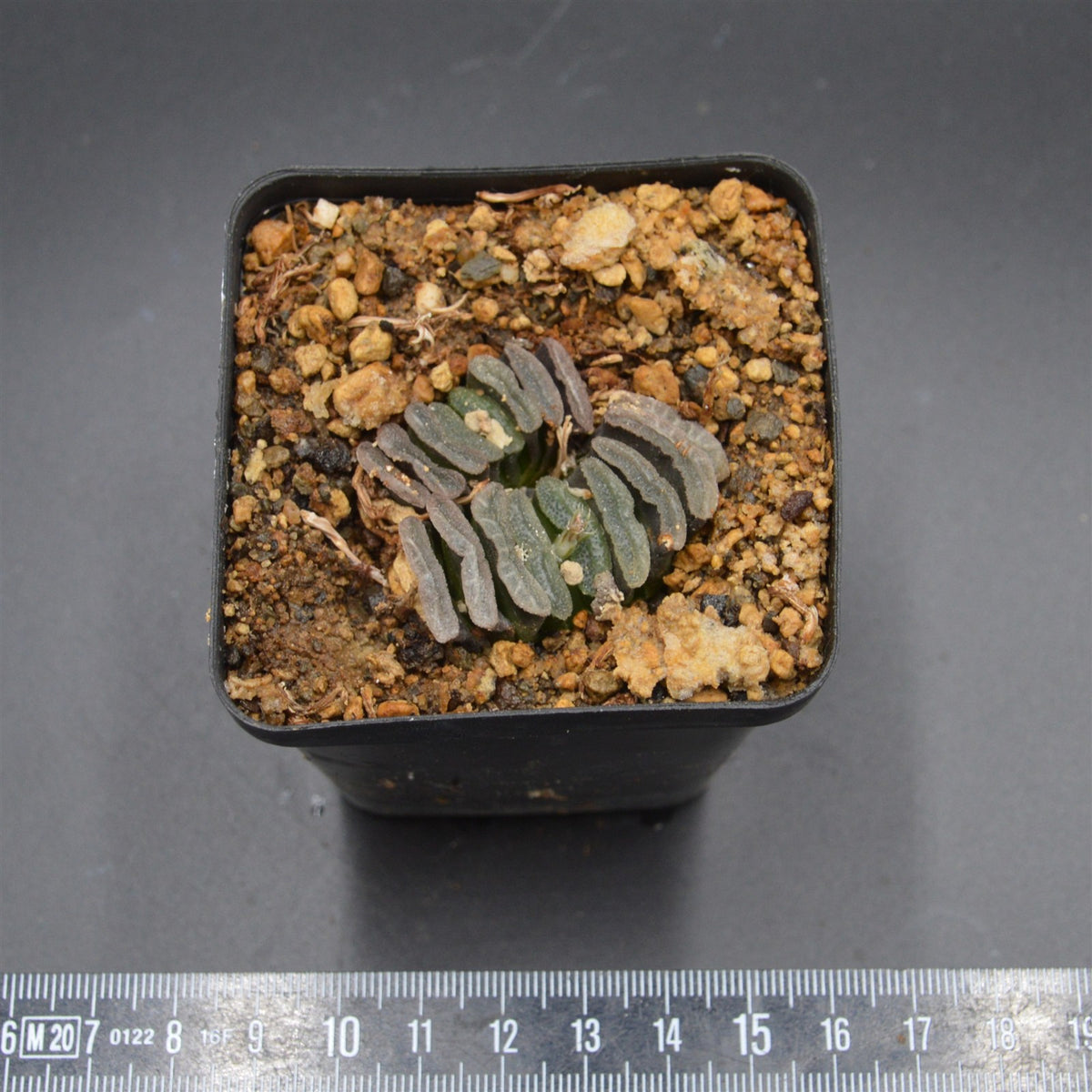 Haworthia truncata
