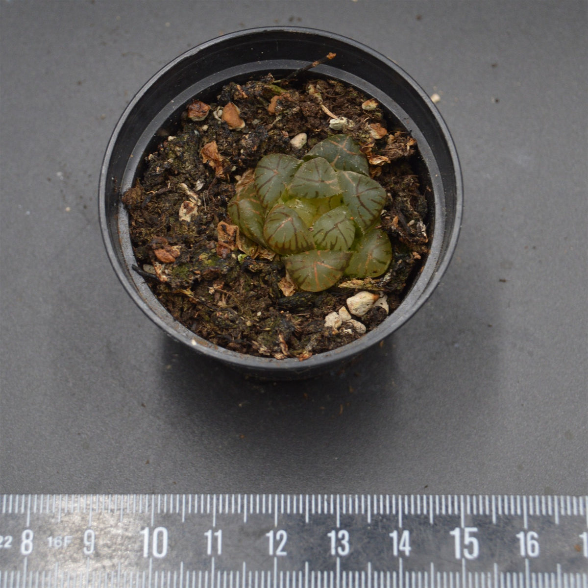 Hawothtia cooperi Om