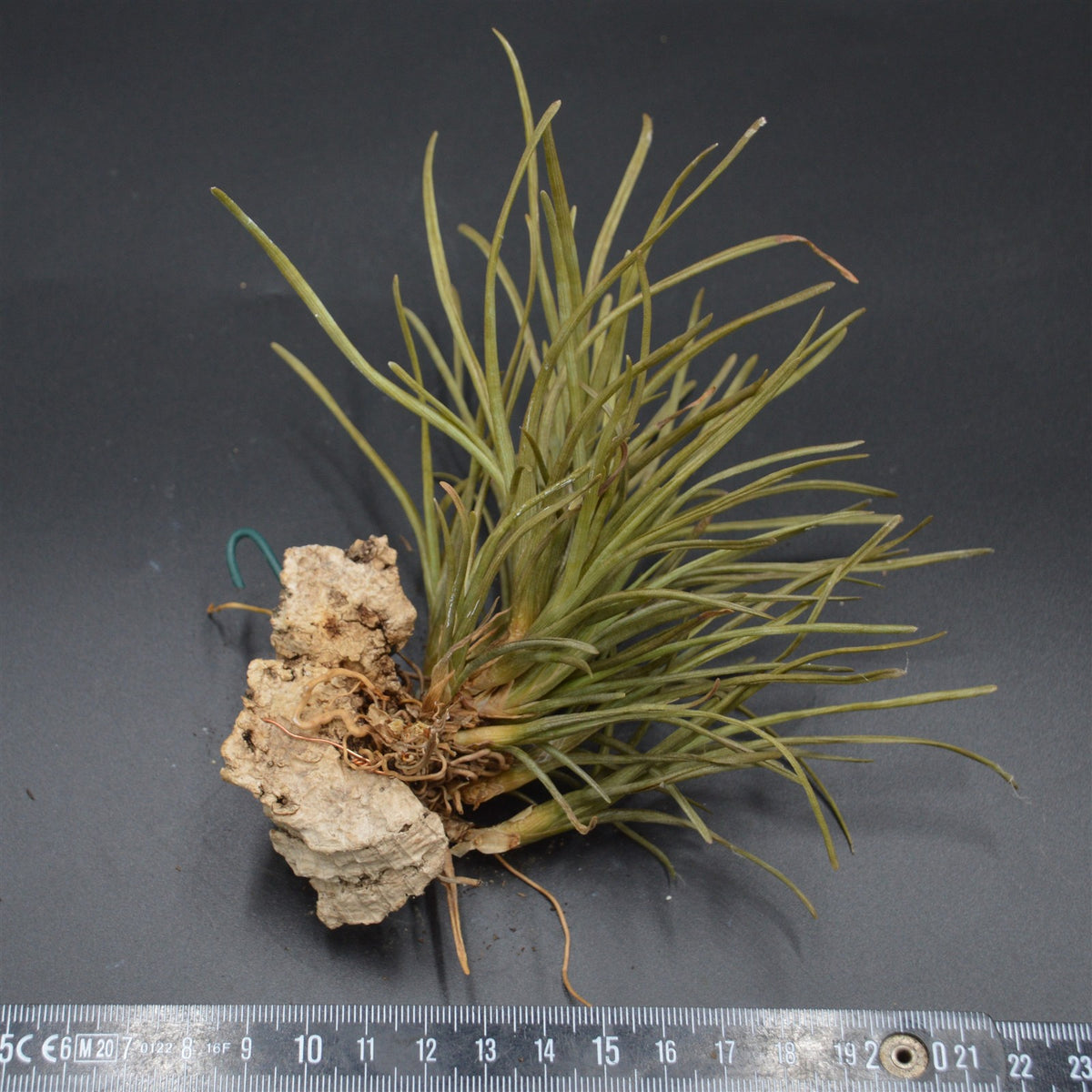 Tillandsia auf Kork zum Aufhängen