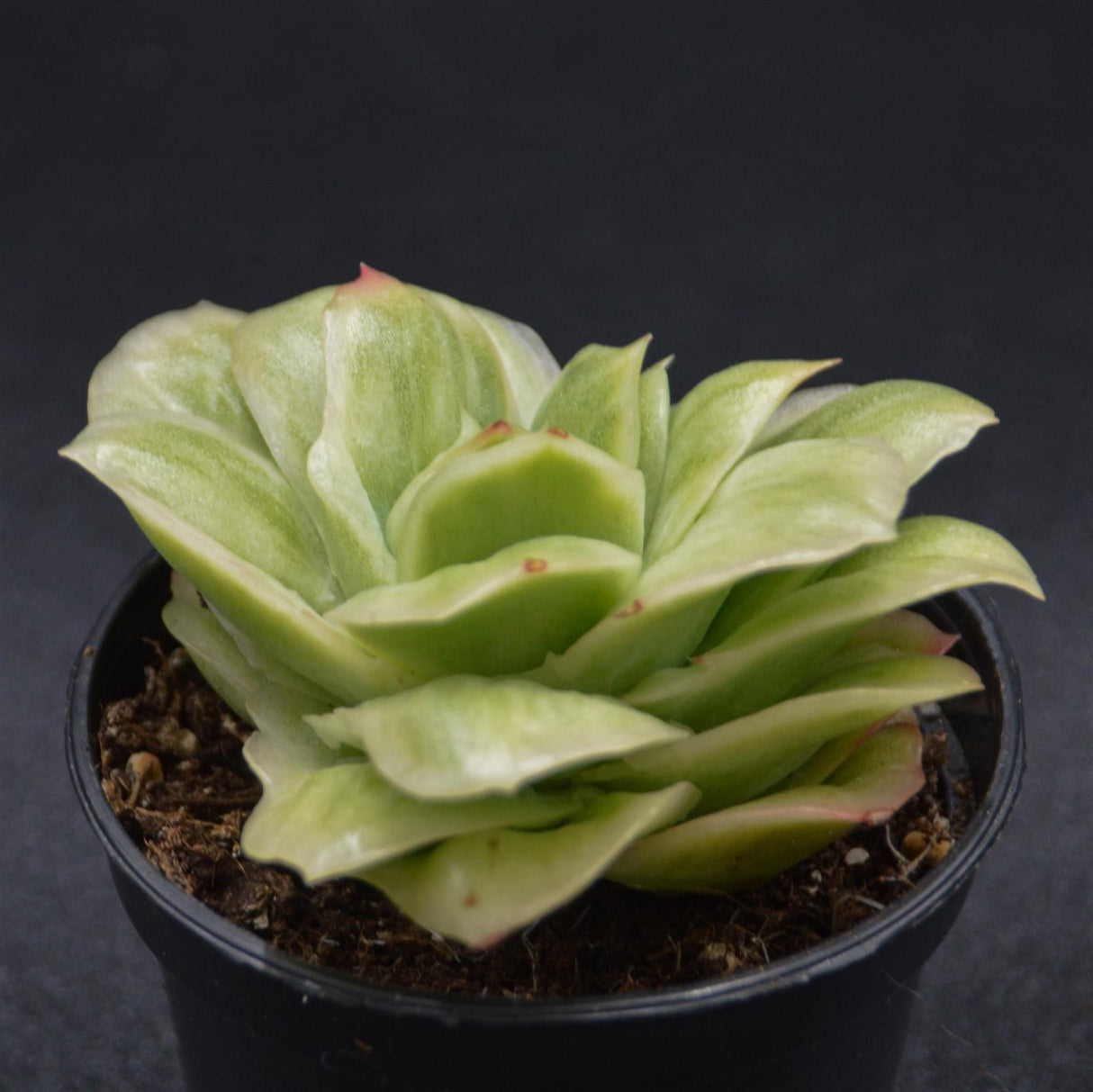 Graptoveria Ice Rose f. variegata