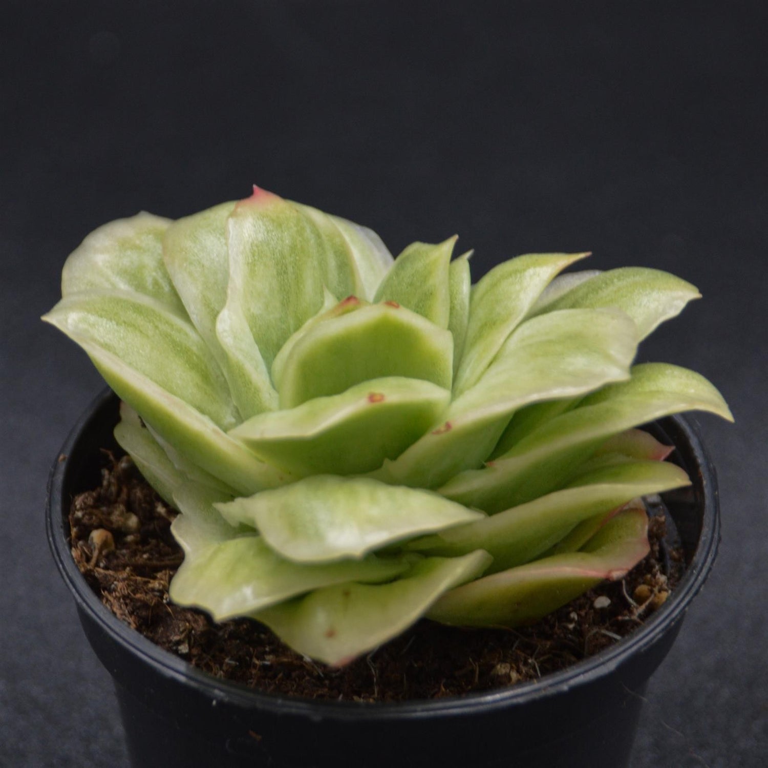 Graptoveria Ice Rose f. variegata