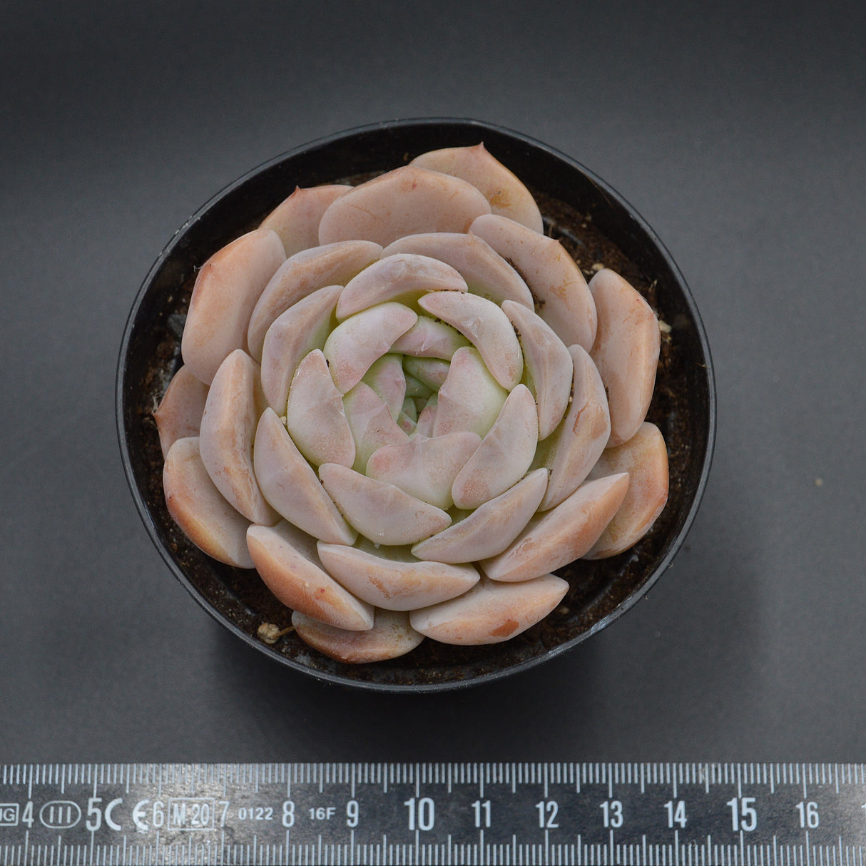 Echeveria Snow Tower