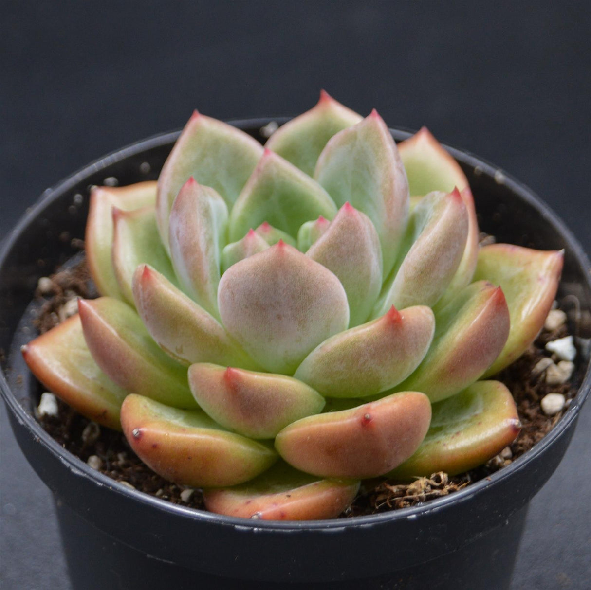 Echeveria Tiger Skin